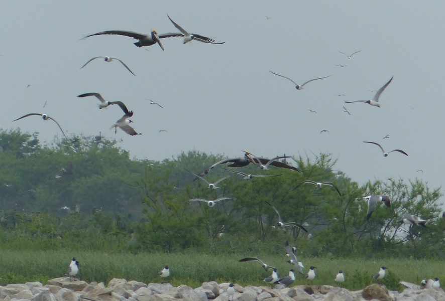 Rookery